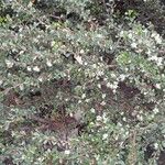 Cotoneaster microphyllus 形態