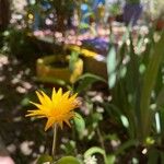Krigia biflora 花