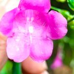 Strobilanthes hamiltonianus Flor