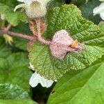 Rubus tricolor Fruit