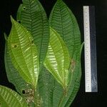 Miconia laxivenula List