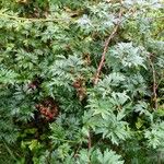 Rubus nemoralis Habit