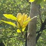 Magnolia acuminataFlor