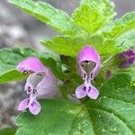 Lamium purpureumFlor