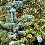 Abies procera Levél