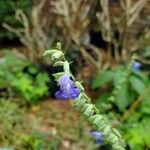 Salvia azurea 花