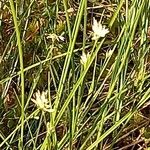 Rhynchospora alba Цветок