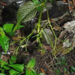 Parthenocissus semicordata Habitus