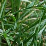 Polygonum aviculare Hoja