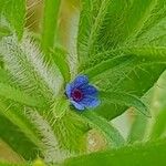 Asperugo procumbens Kukka