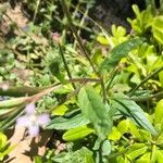 Epilobium parviflorum Leaf