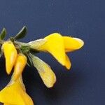 Genista pilosa Flower