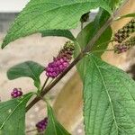 Lantana trifolia Fruit