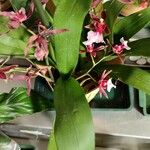 Oncidium spp. Leaf