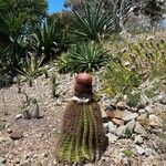 Melocactus intortus Leaf