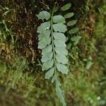 Asplenium barteri Folha