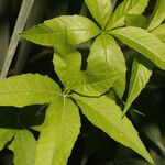 Merremia quinquefolia Liść