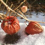 Physalis alkekengi Fruchs