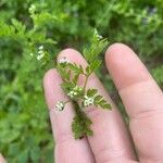 Chaerophyllum tainturieriLeaf