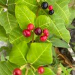 Rauvolfia tetraphylla Fruit