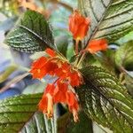 Chrysothemis pulchella Flower