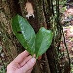 Neea floribunda Leaf
