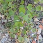 Cercis occidentalis Hostoa