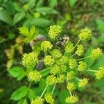 Angelica triquinata Maua