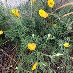 Eschscholzia californicaBlodyn