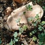 Medicago rigidula Libunga
