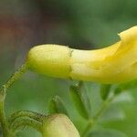 Astragalus penduliflorus Fiore