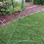 Tragopogon dubiusLeht