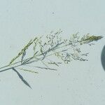 Agrostis stolonifera Bloem