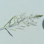 Agrostis stolonifera Цвят