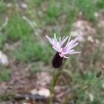 Crupina vulgaris Flor