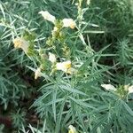 Linaria vulgaris叶