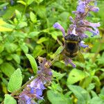 Nepeta grandiflora Flor