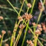 Rhynchospora alba Frukto