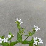 Houstonia purpurea Flower