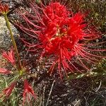 Lycoris radiata പുഷ്പം