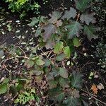 Hydrangea quercifolia Habitat