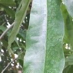 Cerbera manghas Blatt