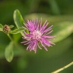 Centaurea nigrescensFlower