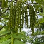 Carya illinoinensis Flor