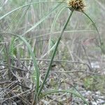 Cyperus capitatus Hàbitat