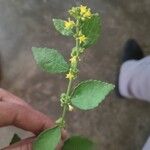 Triumfetta pentandra Flor