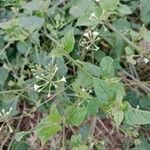 Commicarpus plumbagineus Blatt