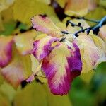 Parrotia persica Leht