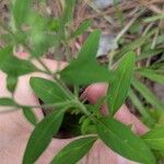 Trichostema dichotomum Hoja