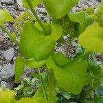 Smyrnium perfoliatum Feuille